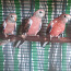 Розовогрудые травянистые попугаи (фото #1)