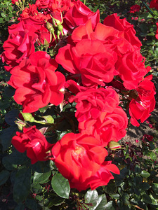 Eesti keele tunnid, Inglise keele tunnid (1 foto / 1)