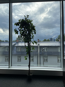 Kunstpuu (1 foto / 3)