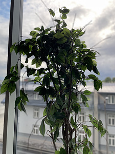 Kunstpuu (3 foto / 3)