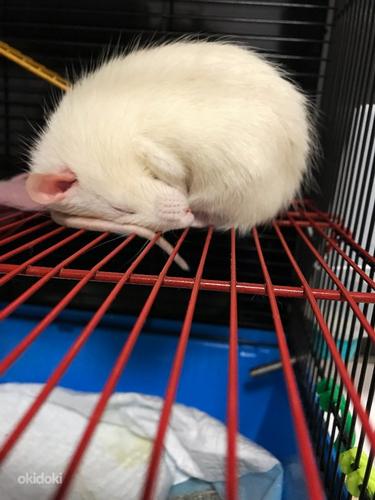 Крыса 3,5 месяца с клеткой. (фото #2)