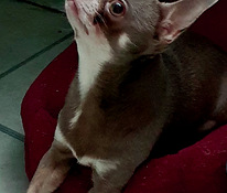 Chihuahua paaritumine