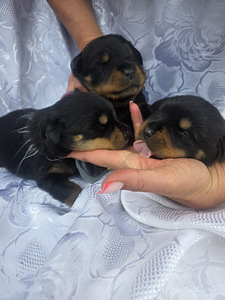 ROTTWEILERI kutsikad – sugupuuga isased. (1 foto / 7)