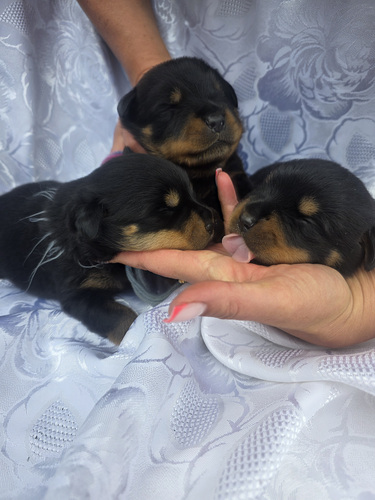ROTTWEILERI kutsikad – sugupuuga isased.