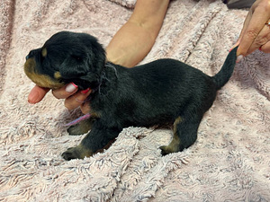 ROTTWEILERI kutsikad – sugupuuga isased. (2 foto / 7)