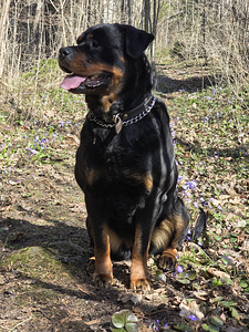 ROTTWEILERI kutsikas – sugupuuga isane. (3 foto / 6)