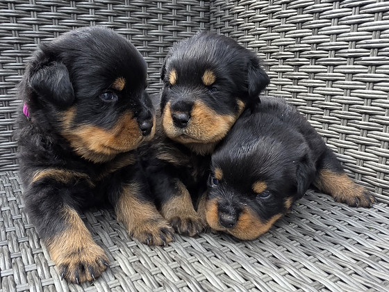 ROTTWEILERI kutsikad – sugupuuga isased.