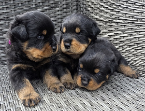 ROTTWEILERI kutsikas – sugupuuga isane. (2 foto / 6)