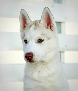 Siberi husky kutsikas (3 foto / 5)