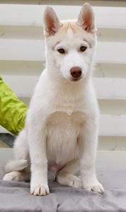 Siberi husky kutsikas (4 foto / 5)