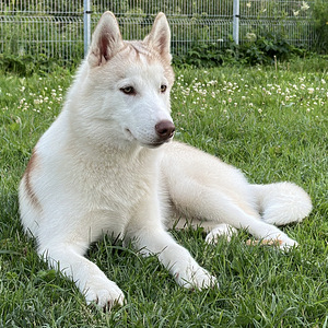 Siberi husky kutsikas (2 foto / 5)