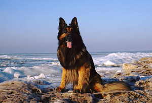 Saksa lambakoer (10 foto no 10)