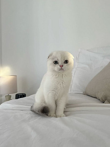 Scottish Fold (tüdruk) (1 foto / 1)