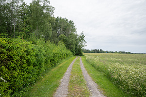 Noole tee, Kajamaa, Saku vald, Harjumaa (12 foto / 12)