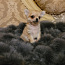Chihuahua kutsikas: poiss (foto #1)