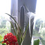Нильская лилия цветок (фото #2)