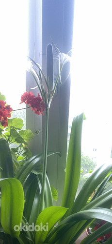 Niiluse liilia lill (foto #3)