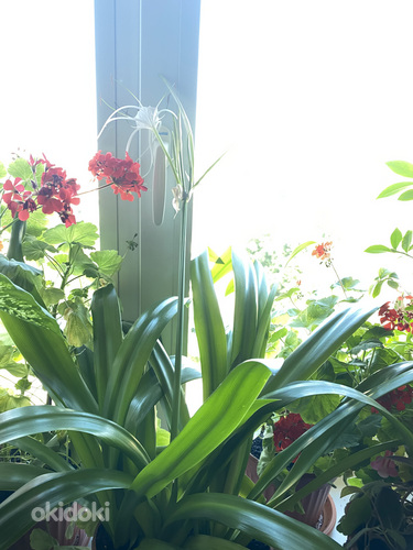 Niiluse liilia lill (foto #7)