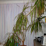 Suur draakonipuu, kõrgus potiga koos umbes 2m (foto #2)