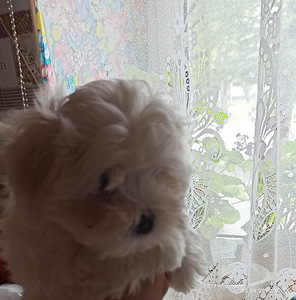Щенки мальтийской болонки (3 фото из 7)