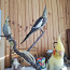Papagoi Nümf kakaduu (foto #1)