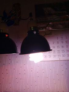 Roomajate lambid (6 foto / 7)