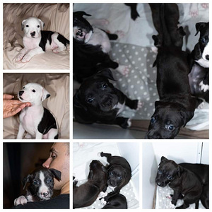 America pitbullterjer kutsikad (1 foto / 1)
