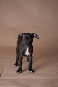 Ameerika pitbullterjer (9 foto / 10)
