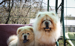 Chow chow (5 foto no 7)