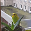 Papagoid (foto #2)