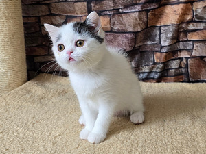 Scottish straight pennut (7 valokuva sivusta 7)