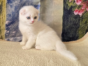 Scottish fold kissan pennut (8 valokuva sivusta 10)