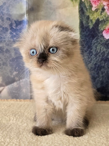 Scottish fold kissan pennut (9 valokuva sivusta 10)