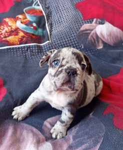 Prantsuse buldog (1 foto / 9)
