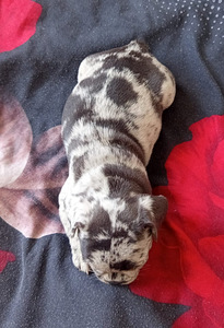 Prantsuse buldog (3 foto / 9)