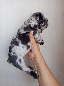 Prantsuse buldog (8 foto / 9)