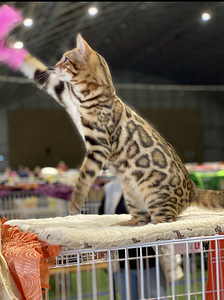 Bengal paaritamiseks (4 foto / 4)