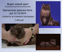 Британская девочка