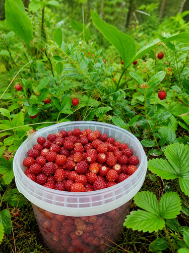 Metsmaasikas