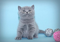Породистый котенок голубого окраса шубка супер плюш