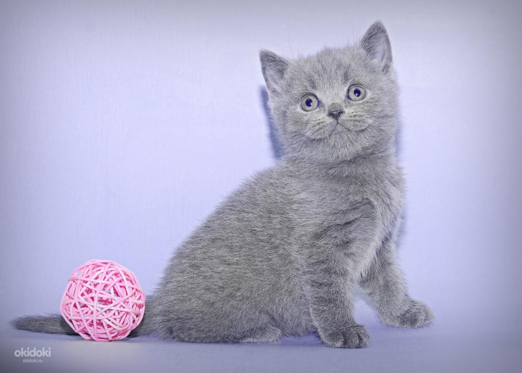 Породистый котенок голубого окраса шубка супер плюш (фото #2)