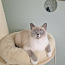 Британская короткошерстная кошка, 2 года. (фото #1)
