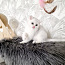 Британский короткошерстный котенок (фото #4)