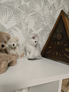 Британские короткошёрстные котята, мальчик и девочка (9 фото из 10)