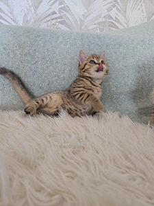 Британский короткошерстный котёнок мальчик (10 фото из 10)