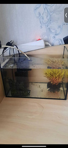 Väike akvaarium (1 foto / 1)