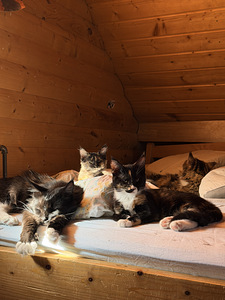 Maine-Coon kassipojad (2 foto / 6)