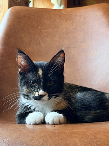 Maine-Coon kassipojad (4 foto / 6)