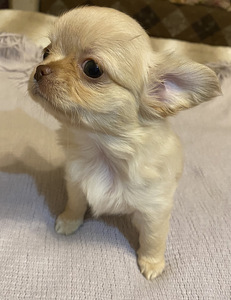 Müüa armas Chihuahua beebi. (2 foto / 3)