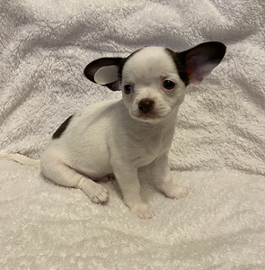 Müüa chihuahua kutsikas (2 foto / 4)